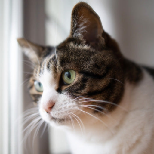 猫好きは絶対飲まないと！